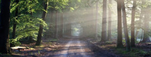 International Day of Forests